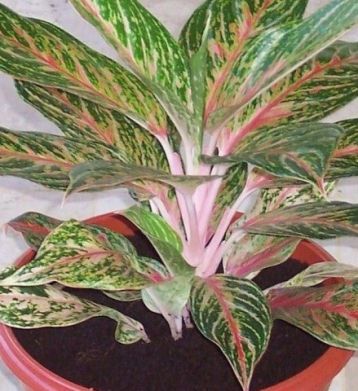 Aglaeonema commutatum "butterfly" - aglaonema proměnlivá