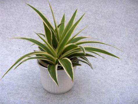 Chlorophytum "irish" - zelenec