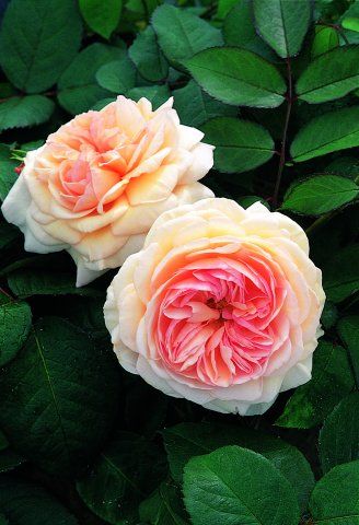 And shropshire lad