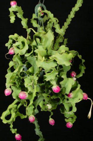 Epiphyllum guatemalensis monstrosa