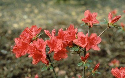 Rhododendron obtusum "stewartstownian" - azalka