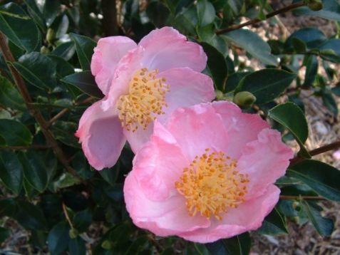 Camellia sasanqua "plantation pink"