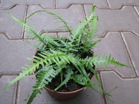 Asplenium ebenoides "dragon"s tail"