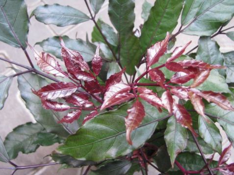 Lee "burgundy"