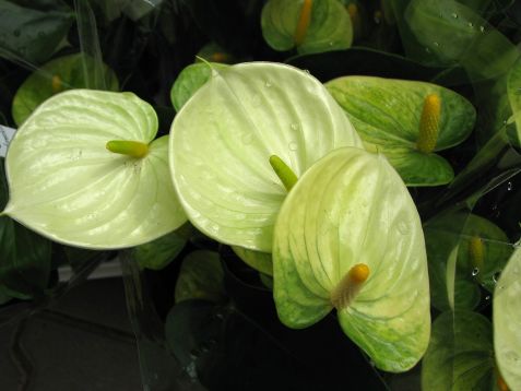 Anthurium andreanum "vanilla" - anturie