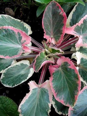 Eryngium planum "jade frost"