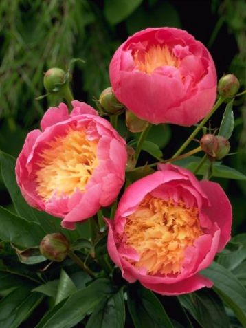 Paeonia lactiflora "bowl of beauty"