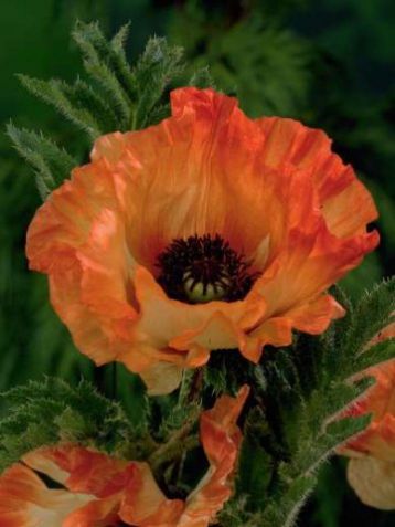 Papaver orientalis "orange glow" - mák východní