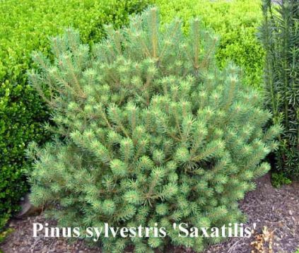 Pinus sylvestris "saxatilis" - čarověník, kmínek