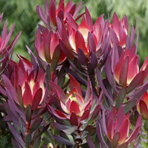 Leucadendron salignum "red devil"