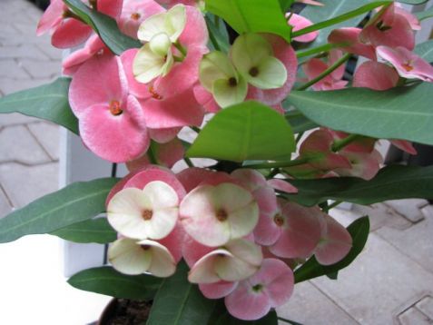 Euphorbia milii "pink floyd" - trnová koruna, velkokvětá