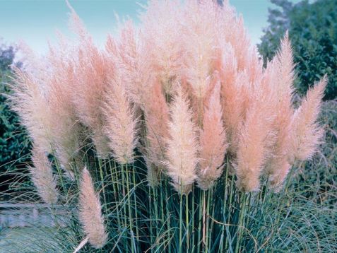 Cortaderia selloana rosea pink