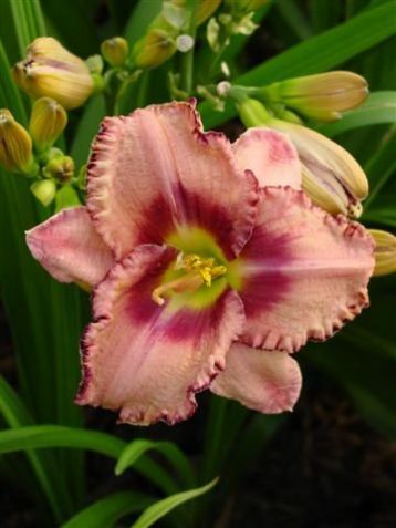 Hemerocallis "royal braid" - denivka