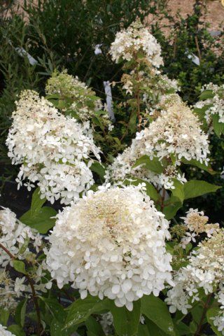 Hydrangea paniculata "phantom"