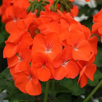 Pelargonium zonale f1 "horizon orange"