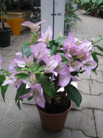 Bougainvillea glabra "rijnstar lila" - buganvilea