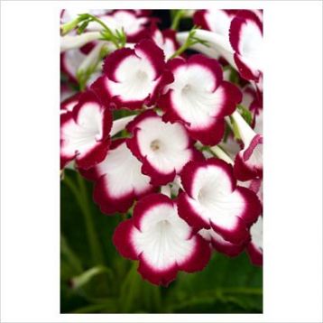 Streptocarpus "roulette cherry"