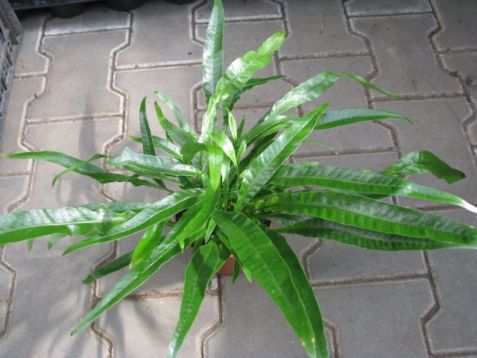 Aglaomorpha "snake leaf"