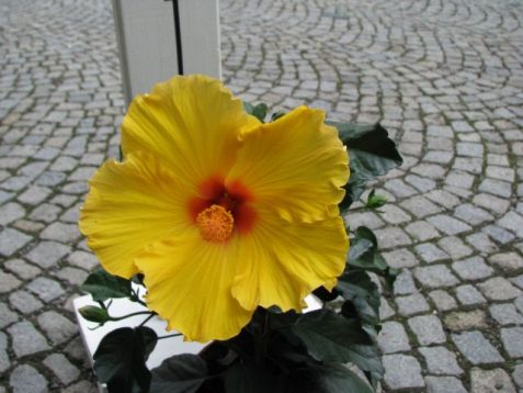 Hibiscus sin. "athenacus" - ibišek pokojový, 4denní