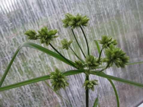 Cyperus glaber