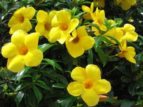 Allamanda cathartica "anna"