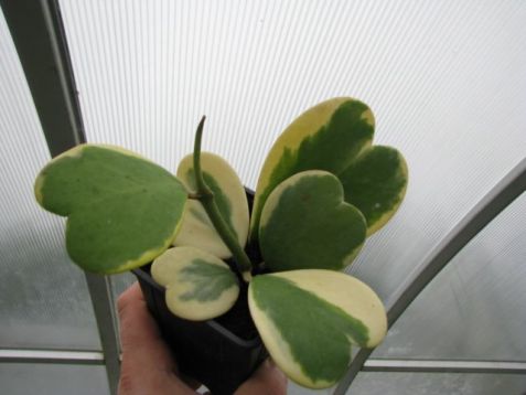 Hoya kerrii variegata - voskovka panašovaná