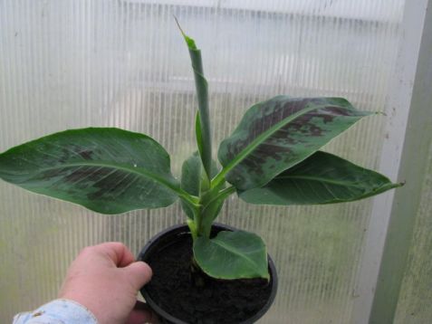 Musa acuminata - banánovník zakrslý