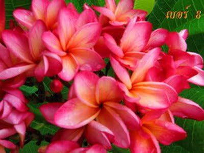 Plumeria "i dang"
