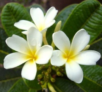 Plumeria dwarf white - bílá zakrslá