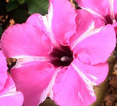 Adenium obesum "diamond ring"