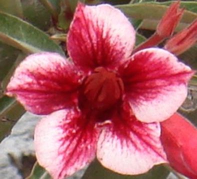 Adenium obesum "celero" - pouštní růže