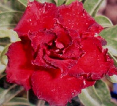 Adenium obesum "black magic" - pouštní růže