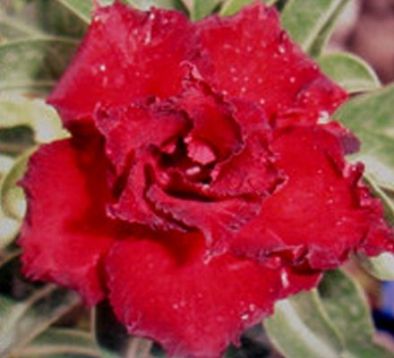 Adenium obesum "black magic"