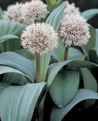 Allium karataviense