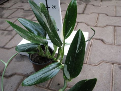 Philodendron "cobra" - filodendron