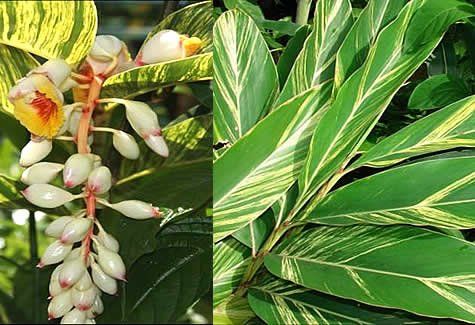 Alpinia zerumbet variegata, galangal