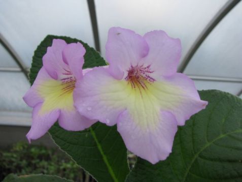 Streptocarpus "madeleine"