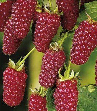 Rubus "tayberry"