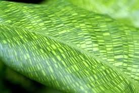 Calathea musaica "network"