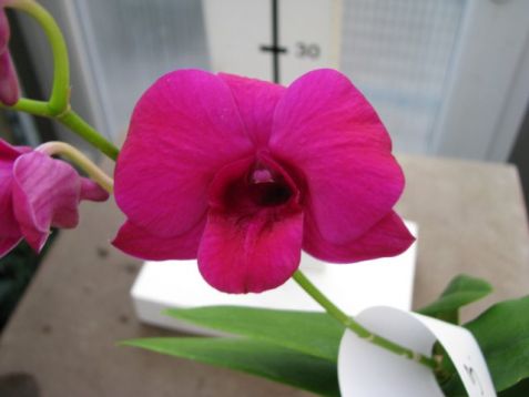 Dendrobium hybrid no.3