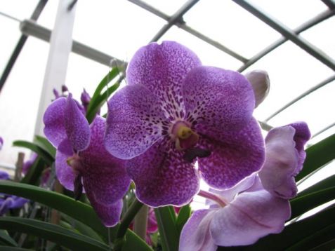 Vanda hybrid č.1