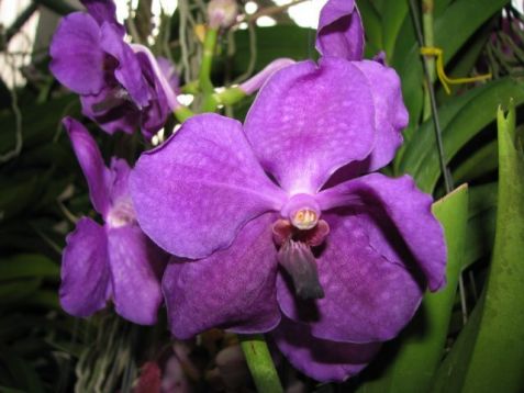 Vanda hybrid č.11