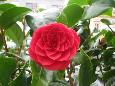 Camellia reticulata "black lace"