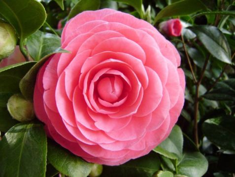 Camellia "sacco nova"