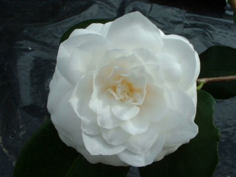 Camellia "mathotiana alba" - kamélie