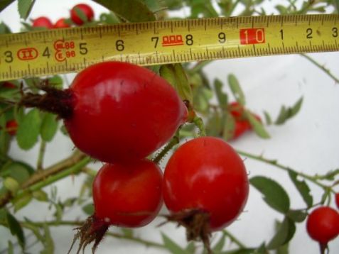 Rosa rosa villosa ,pomifera "karpatia" - růže dužnoplodá