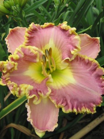 Hemerocallis "lavender tutu" - denivka