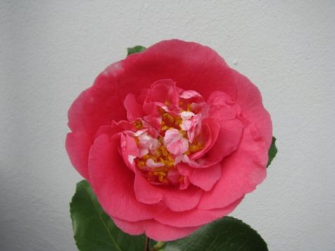 Camellia "r. L. Wheeler"