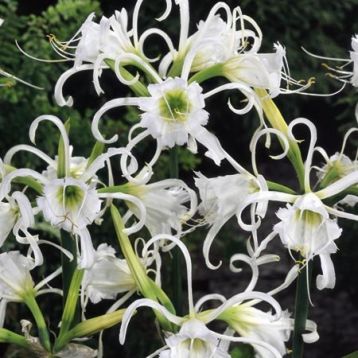 Hymenocallis festalis, ismene