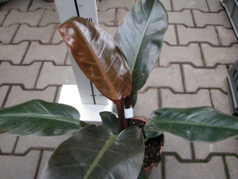 Philodendron "imperial red"